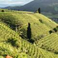 Unlocking the Essence of Wine Through Terroir: A Journey Across Regions